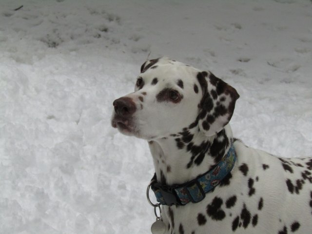 Lucky in snow